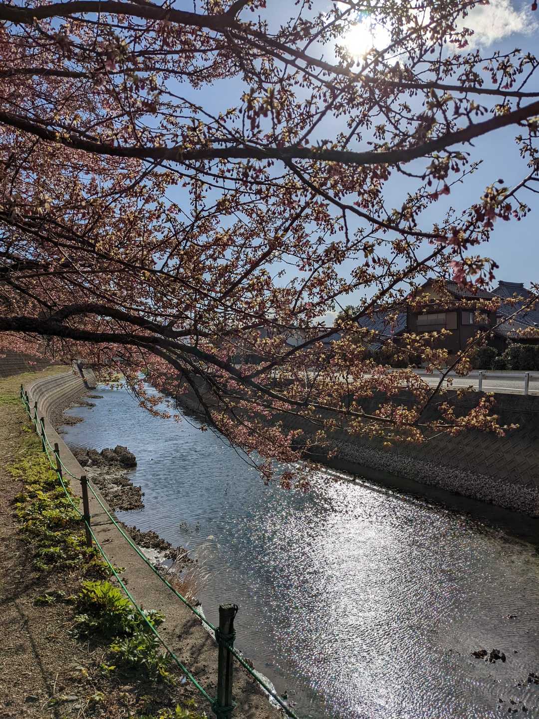 寺田川沿いに、桜が咲き始めてます。