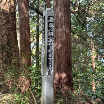 いろんな山でよく見るヤツ