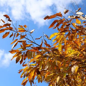 いいですねぇ紅葉🍁って