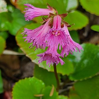 キバナノアツモリソウ(黄花の敦盛草)自生地へ / KIKOさんの高妻山