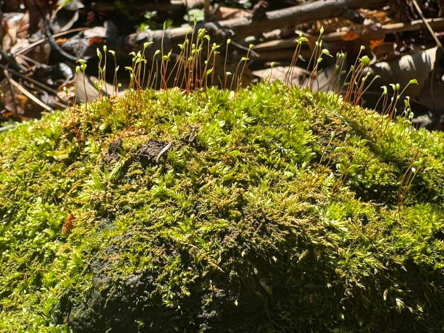苔ちゃん☺️おはよ💚