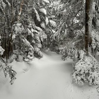 今日も頑張ってラッセル。