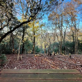 ベンチの前は何処もこんな感じ、木が伸びちゃったんでしょうね