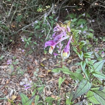 頂上前ではママコナ