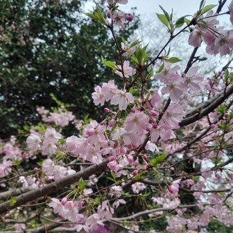 ピンク色でかわいい