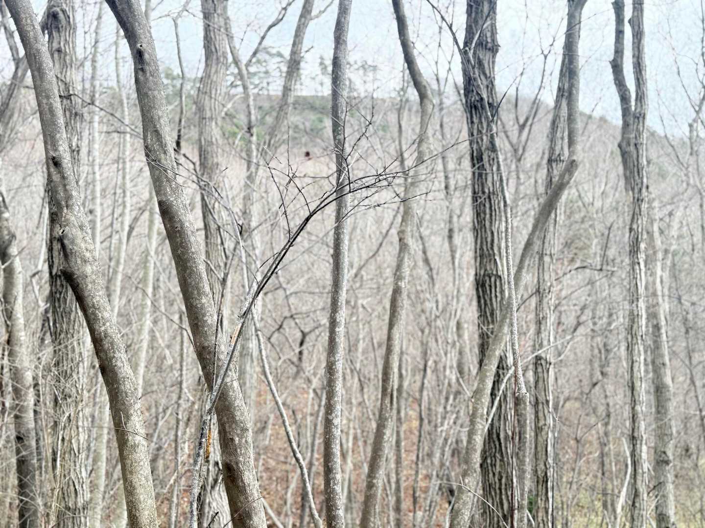 大森山が奥に望めるが伐採で平らなのがわかる