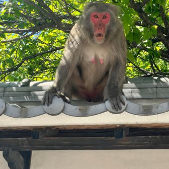 威嚇する🐒