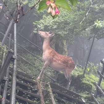 下山しようとしたら、まだ食事中で。