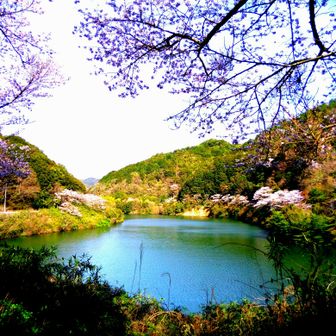 Porcupine（ヤマアラシ）