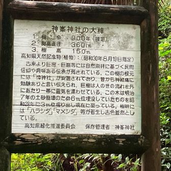(樟)は、
くすのきって読むのですね。
今調べました。