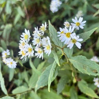このお花がいっぱい咲いてました
