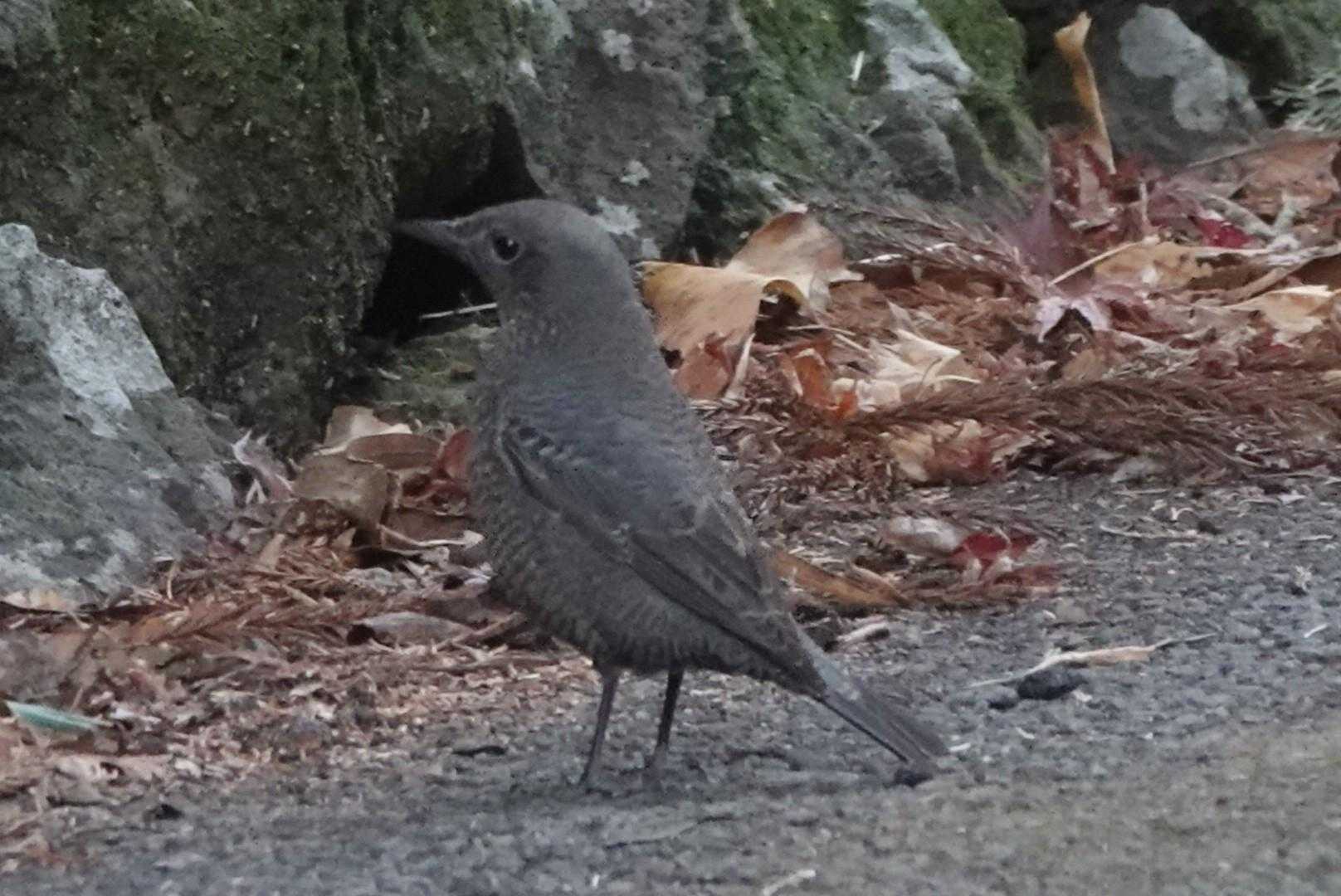 朝いつもより早いので鳥さんがちょこちょこしていました。
イソヒヨドリ♀