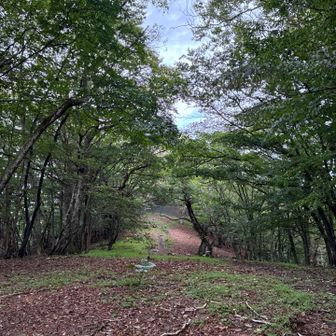 山頂に近づくと、ひらけてきます
