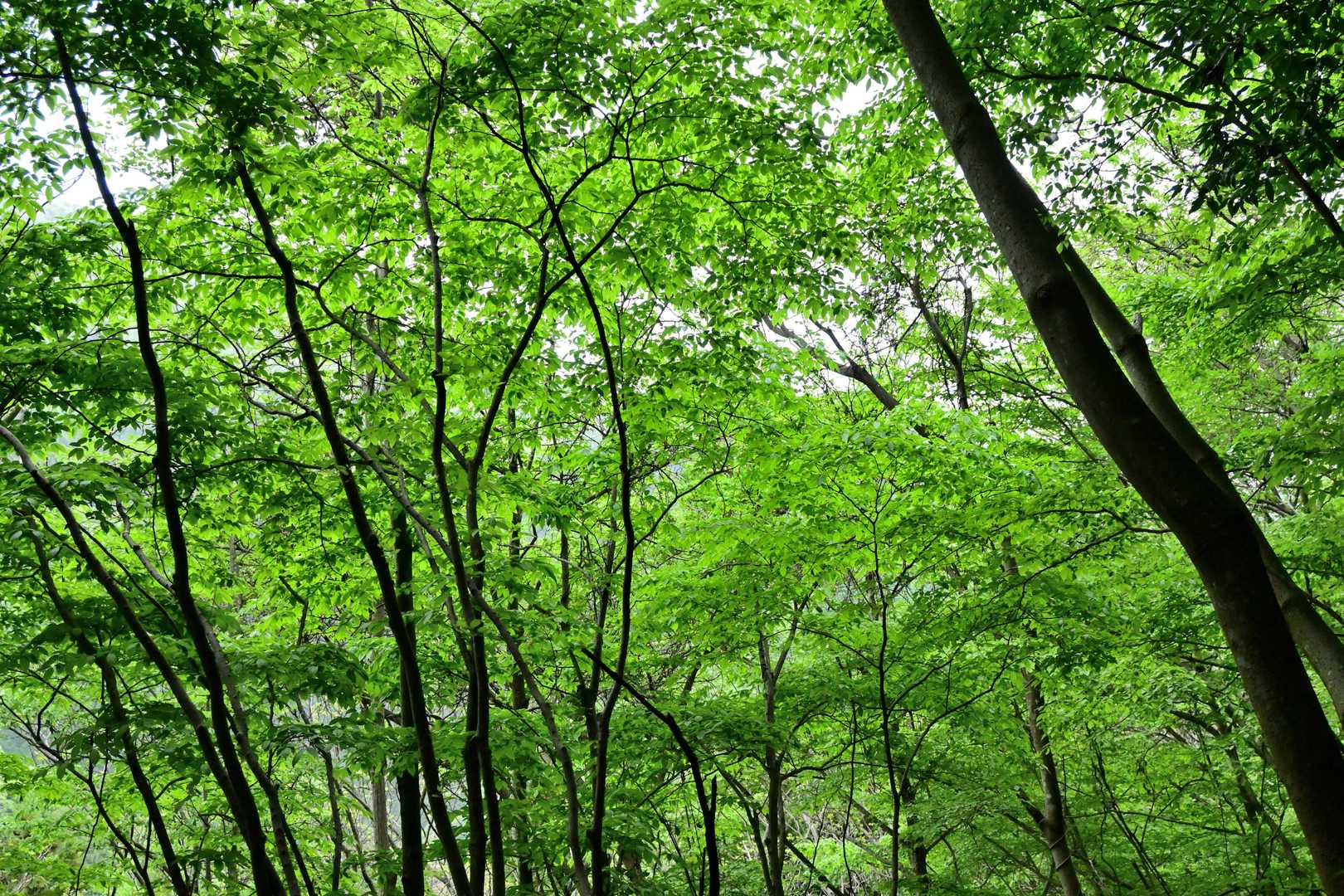 目に青葉。耳をすませば森に響くツツドリの声