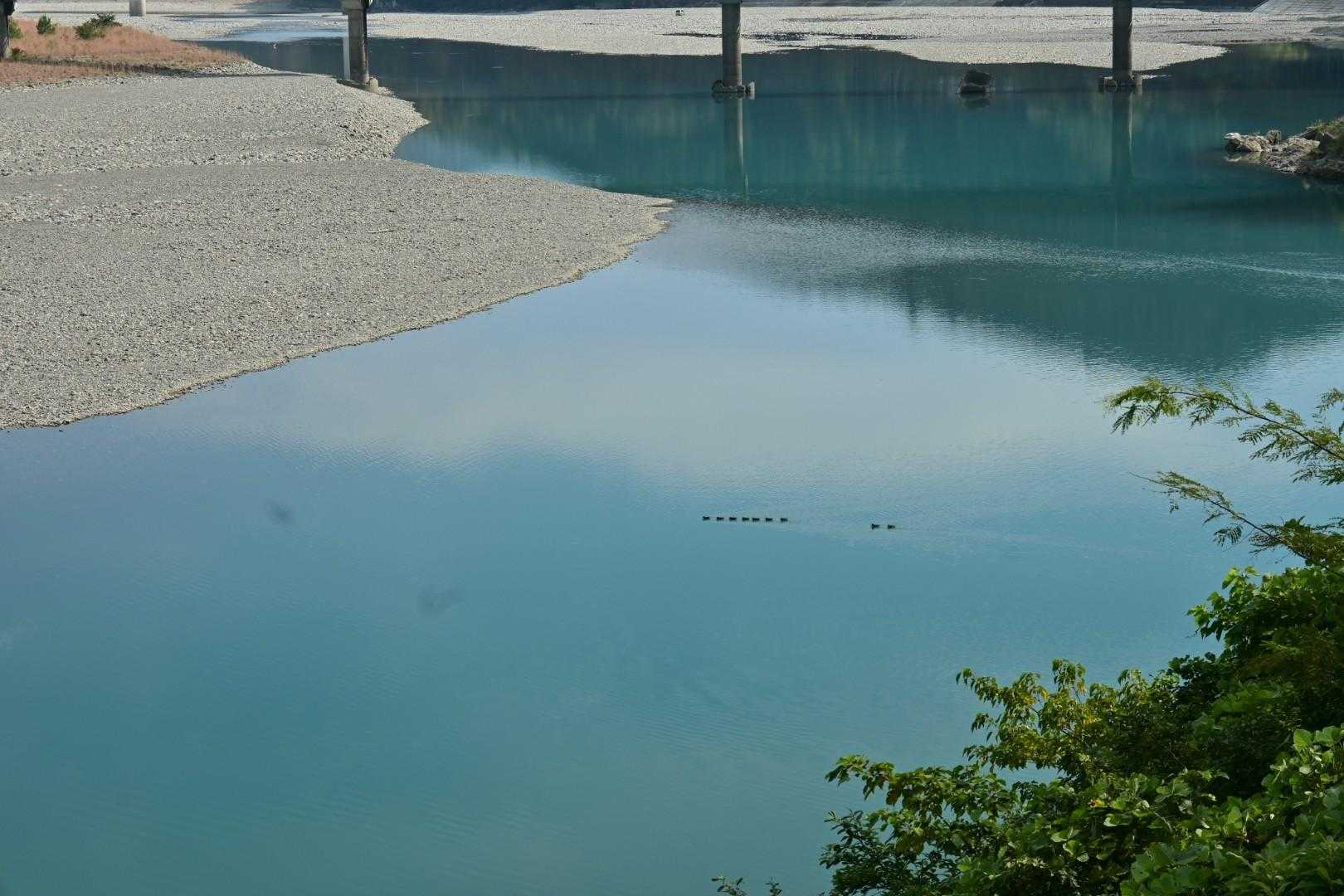 鴨の行列