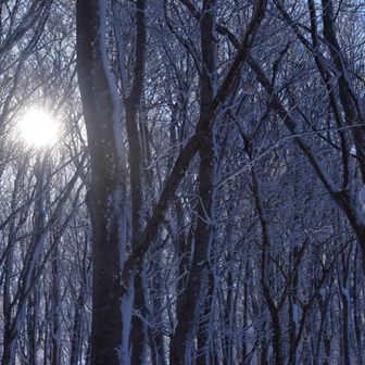 鳥海山・七高山・笙ヶ岳 ブナ林が綺麗だったなぁ
太平山前岳の雰囲気に似ている