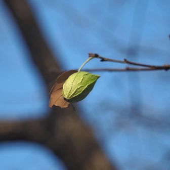 あ！ウスタビガのまゆ