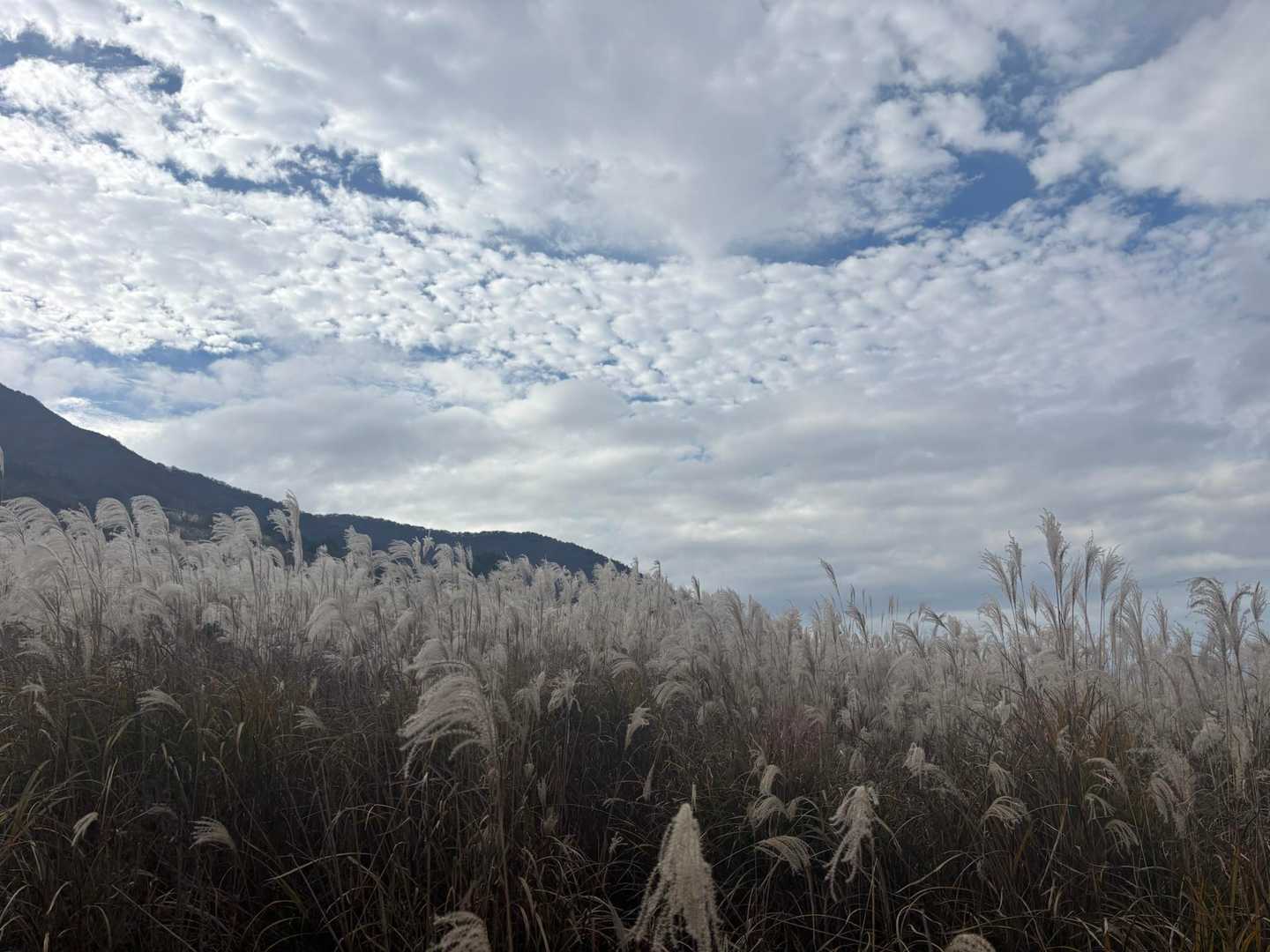 十里木高原バス停-越前岳-呼子岳 往復コースの写真
