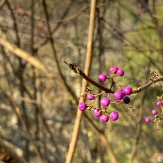ムラサキシキブ