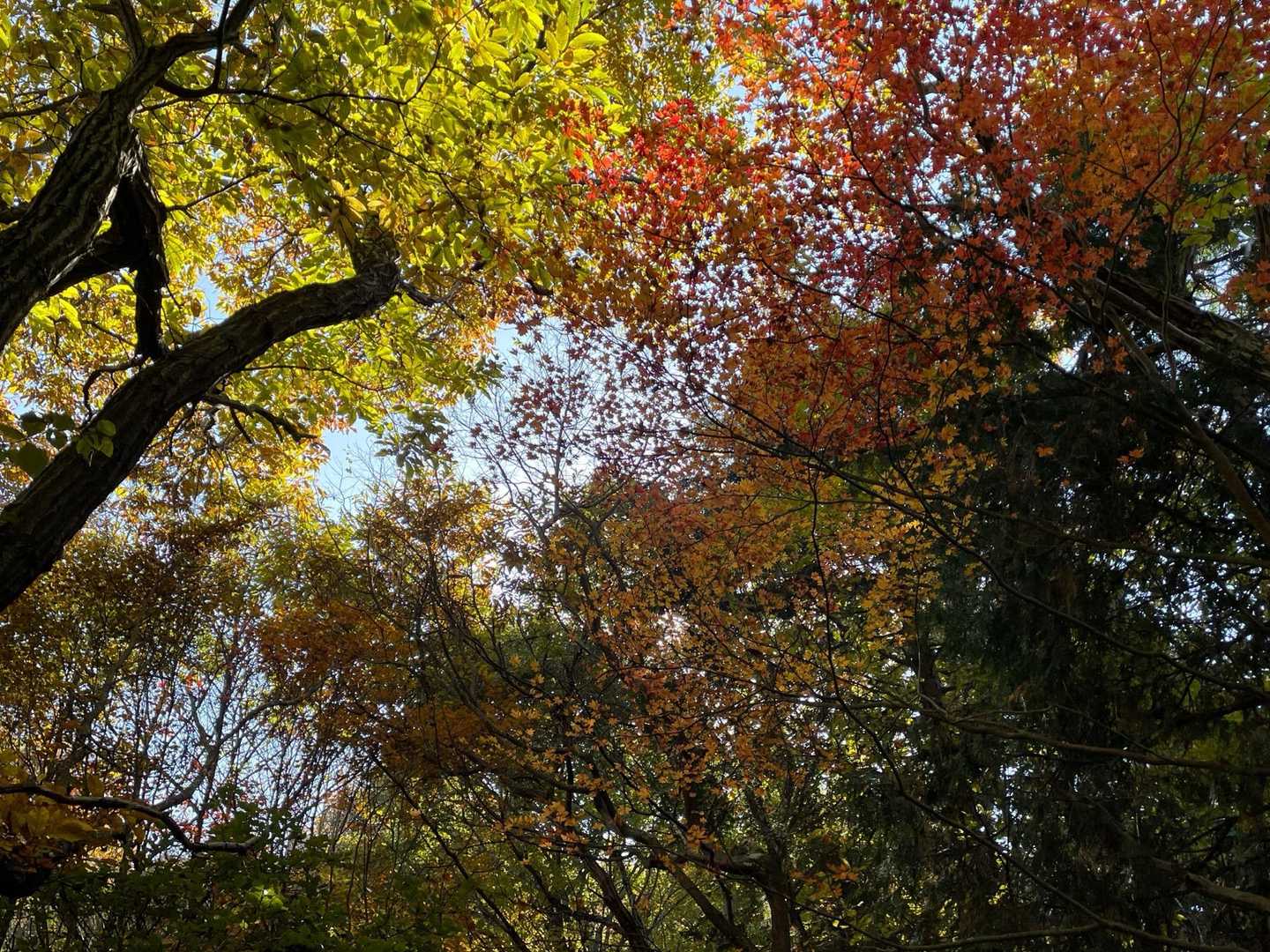 紅葉も楽しめて楽しい道