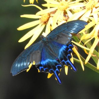 雲取遊人シバちゃん