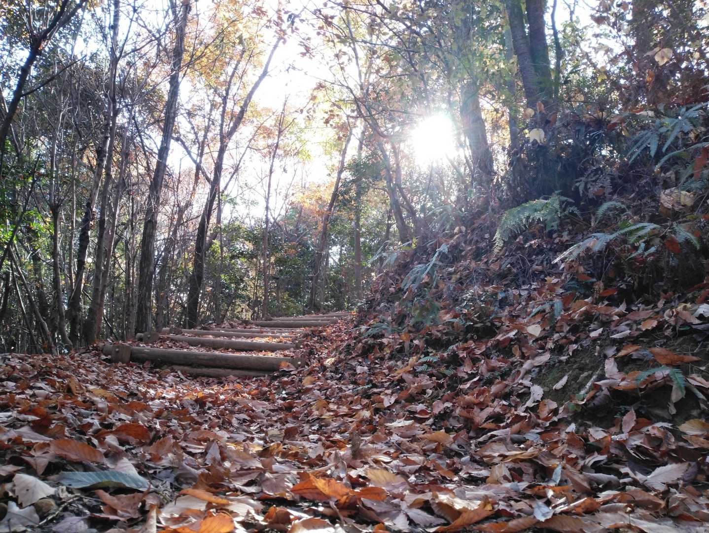 落葉🍂を踏みつつ進む😌