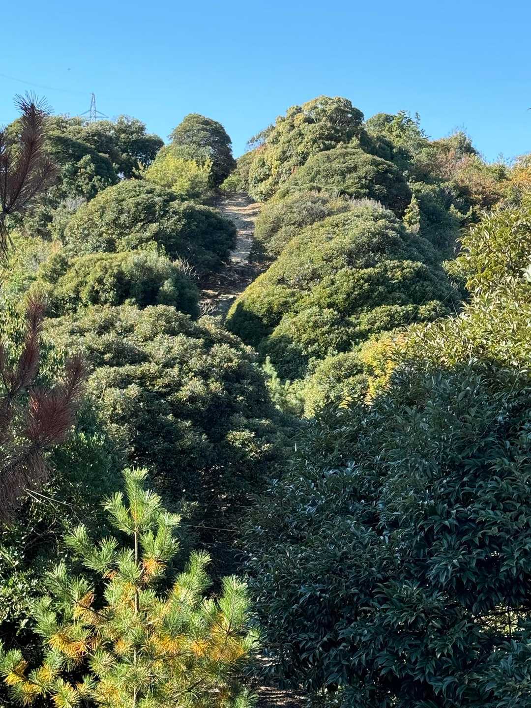 次の登山道が見えて来ました
あれも登るのか〜😱
250m位の山と　甘く見てました😅