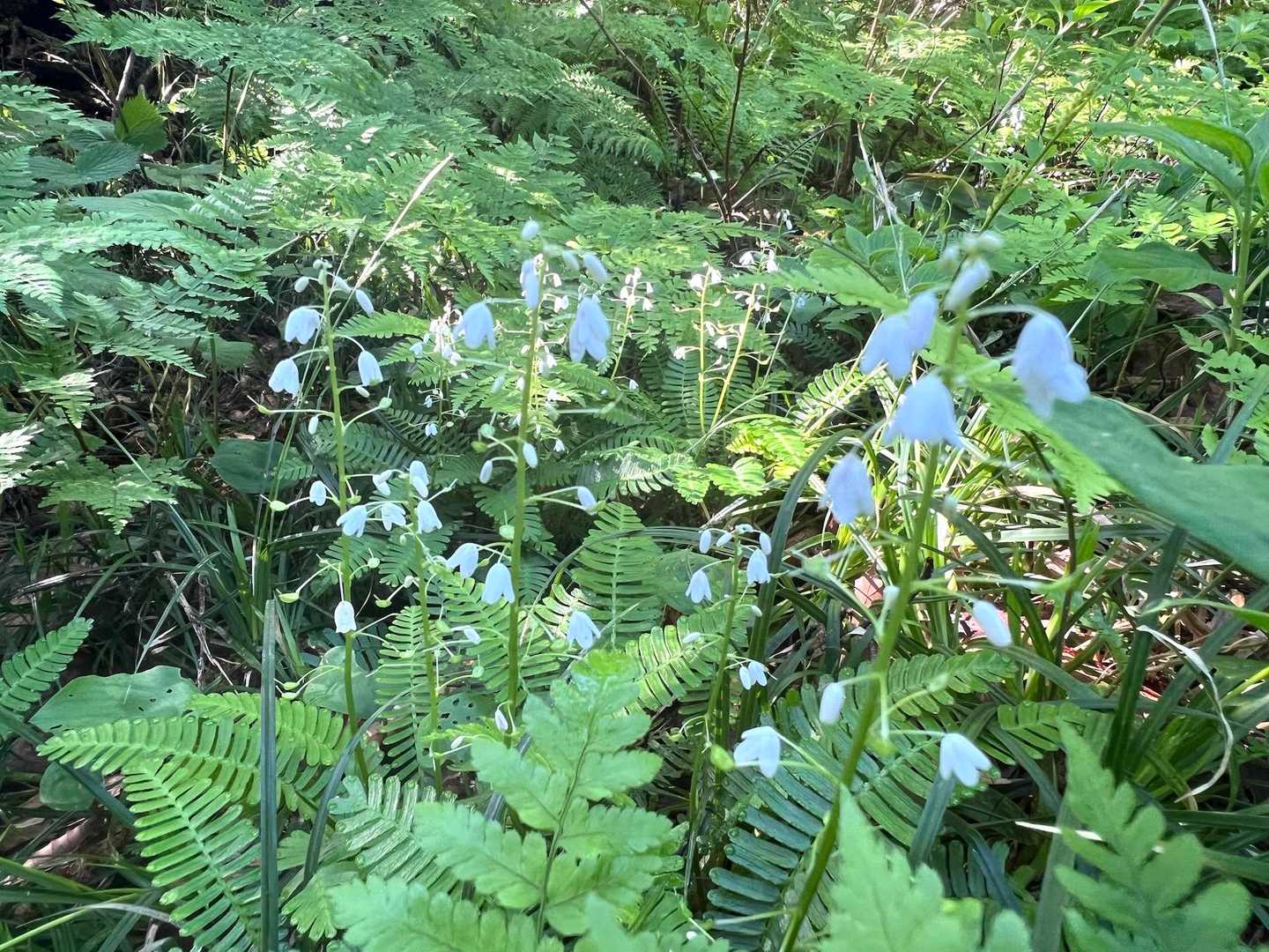 だいぶ終盤になってきてますが、群生しとります🌼