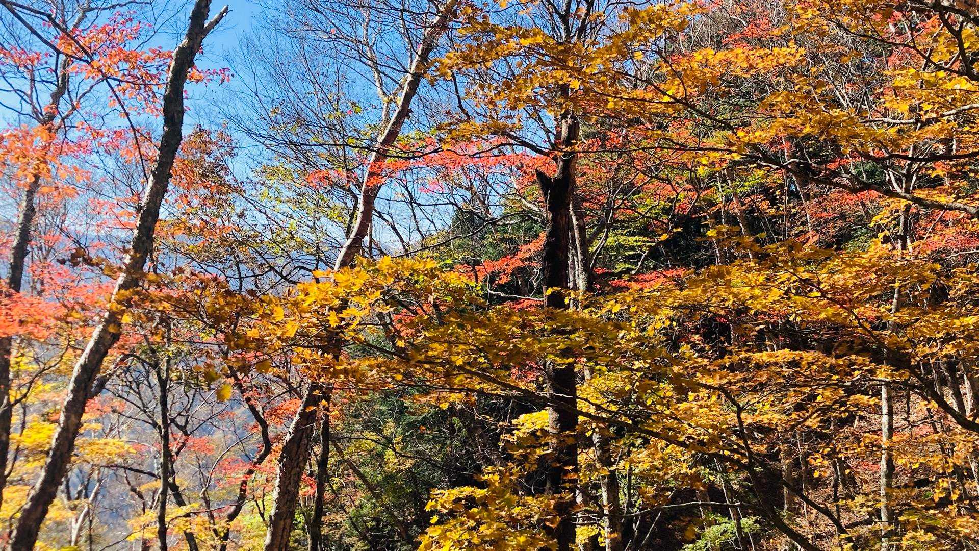 一番の紅葉ポイント！大京谷ノクビレ。この辺りは道がわかりづらくて、ウロウロしました。ずいぶん時間のロスをしてます。