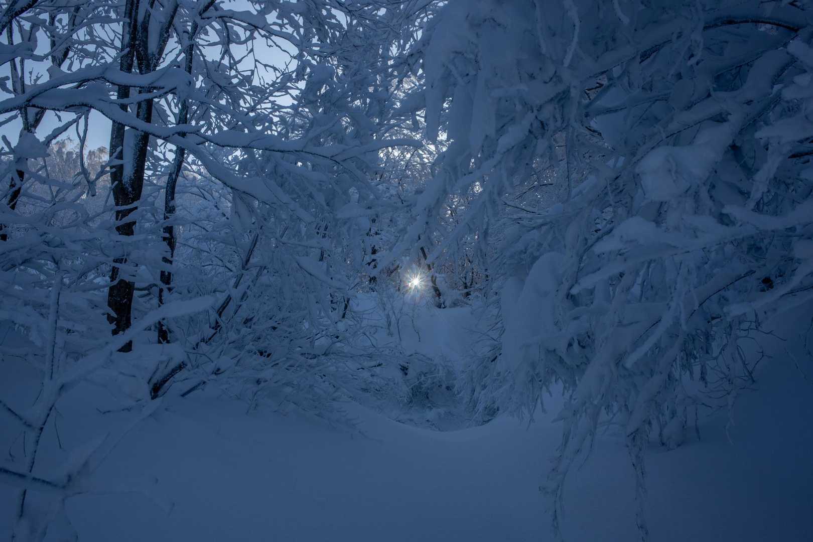 一王子神社-定高山 往復コースの写真