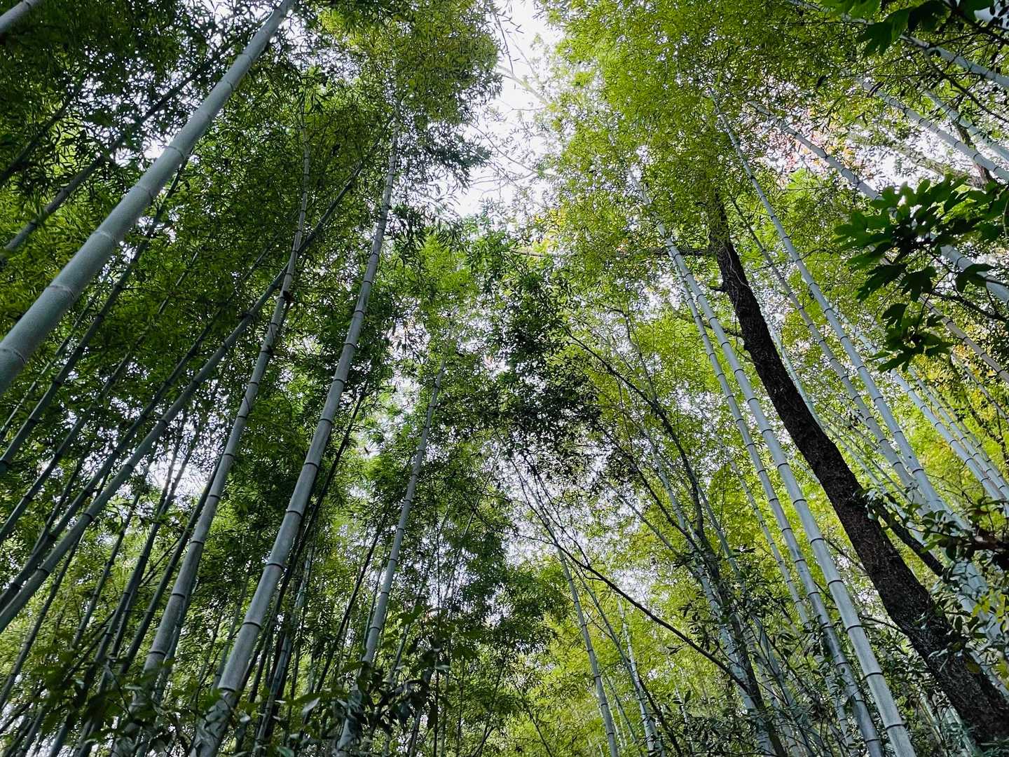 福山登山道ふれあい広場口-幸山-福山 往復コースの写真