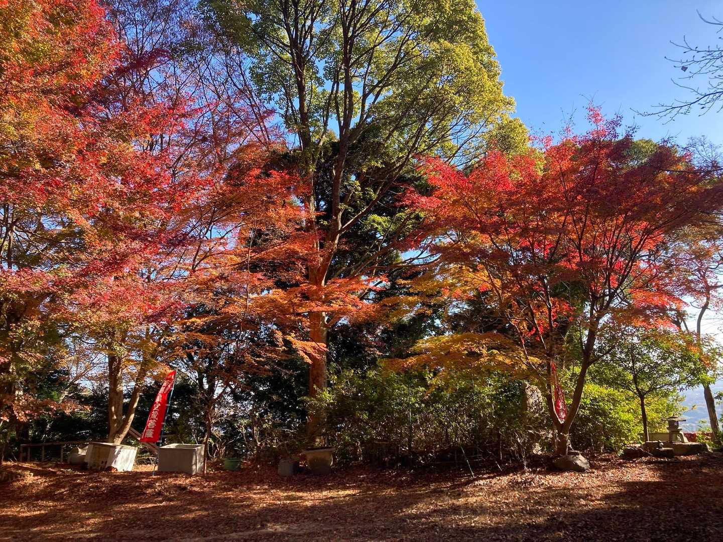 国分寺に戻ってきました。お寺や神社近くには紅葉あり。