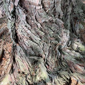 龍の鱗のような木肌🐉