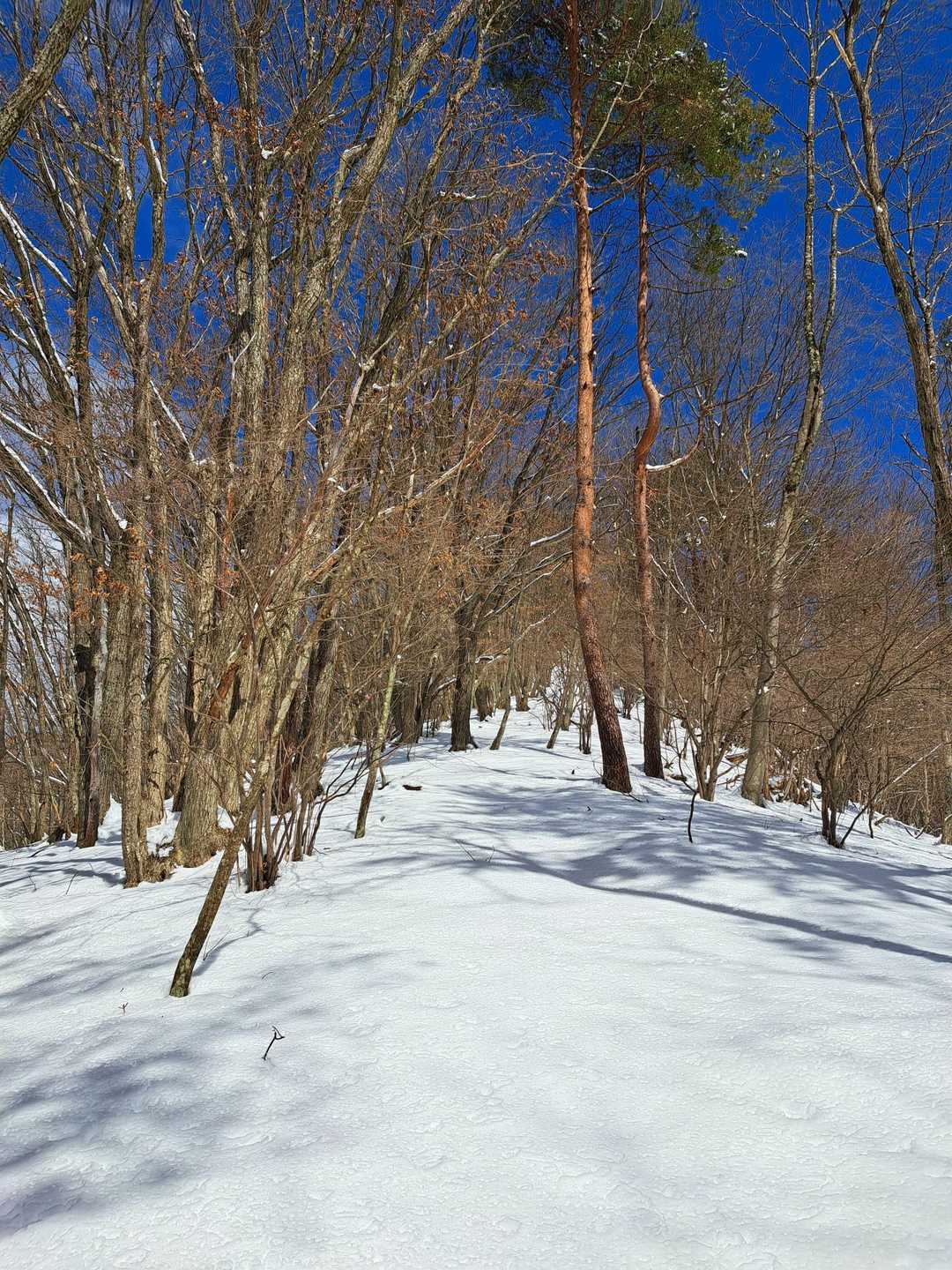 もふもふ新雪
ここらは足首～膝下の積雪
ラッセルしました♪