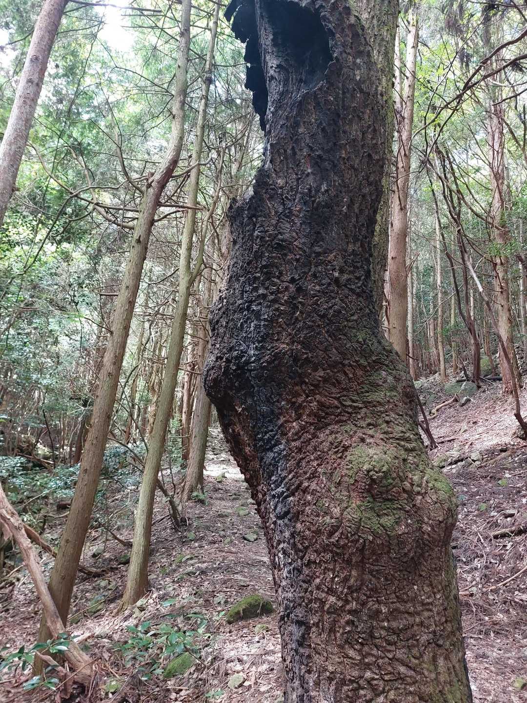 木が焦げてる？
　　　　雷⚡が落ちたのかな🤔
この辺りの巨樹🤪数本焦げてた