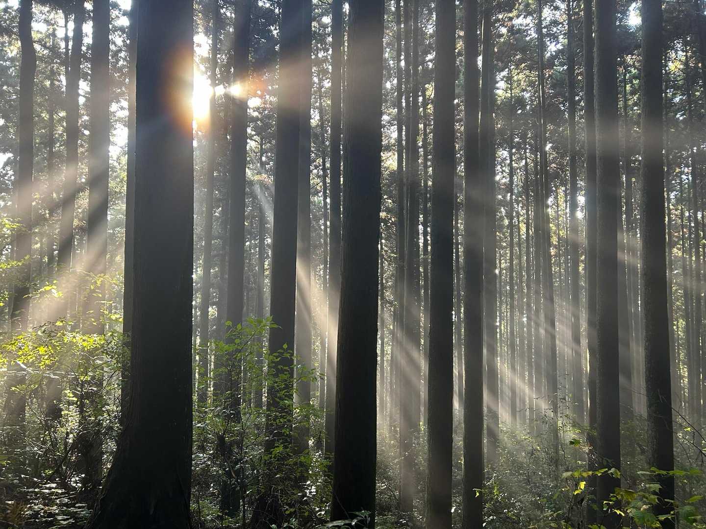 軽くガスってて綺麗です。幻想的。