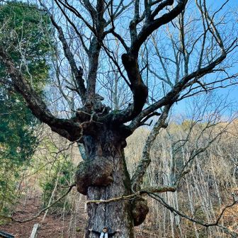 途中、もう使われていない茶店の前で樹齢700年以上のトチノキに逢えました💓静かで厳かでいい。