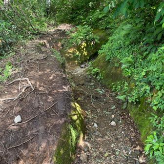 天神峠への分岐点。
今回整備をした天神尾根登山道は群馬県の管轄となっているけど、天神峠までのこの道は管理者不明のため整備の手が付けられないそう。

ここはガリー(水の流れで削られて溝状にえぐれた地形のこと)がどんどん深くなって、腰くらいの深さになっているところもある。
登山道整備の観点からすれば一刻も早い対策を必要とする箇所だけに、歯痒いところだそう。

国立公園内の登山道を整備するには環境省や自治体、土地の所有者や登山道の管理者などいろんな許可が必要で、管理者不明のために整備ができない登山道は全国的な問題になっているらしい。知らなかった！