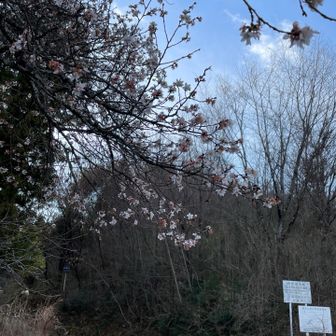 四季桜🌸まだ残ってました