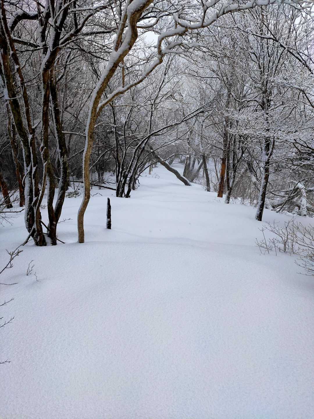 高根山（徳島県）の写真