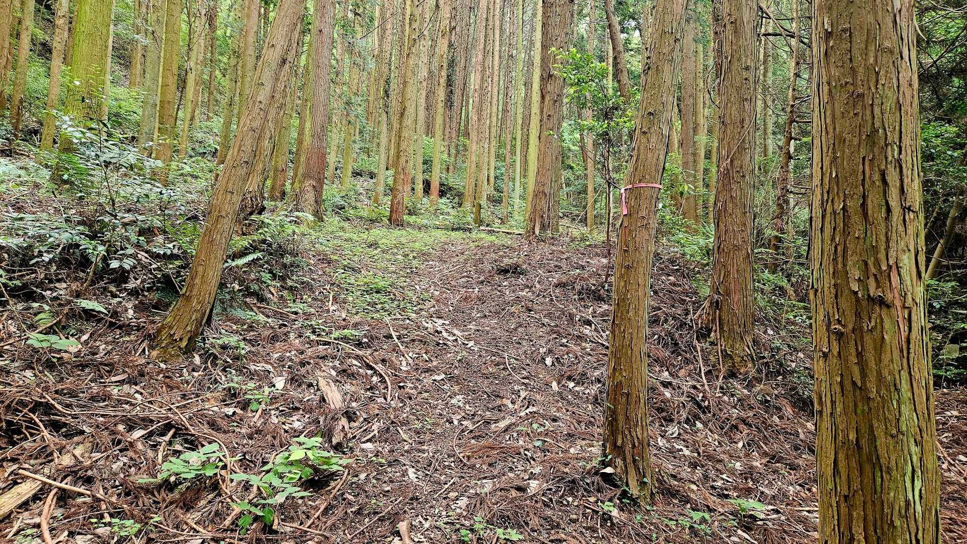 小規模の植林帯を進み❗