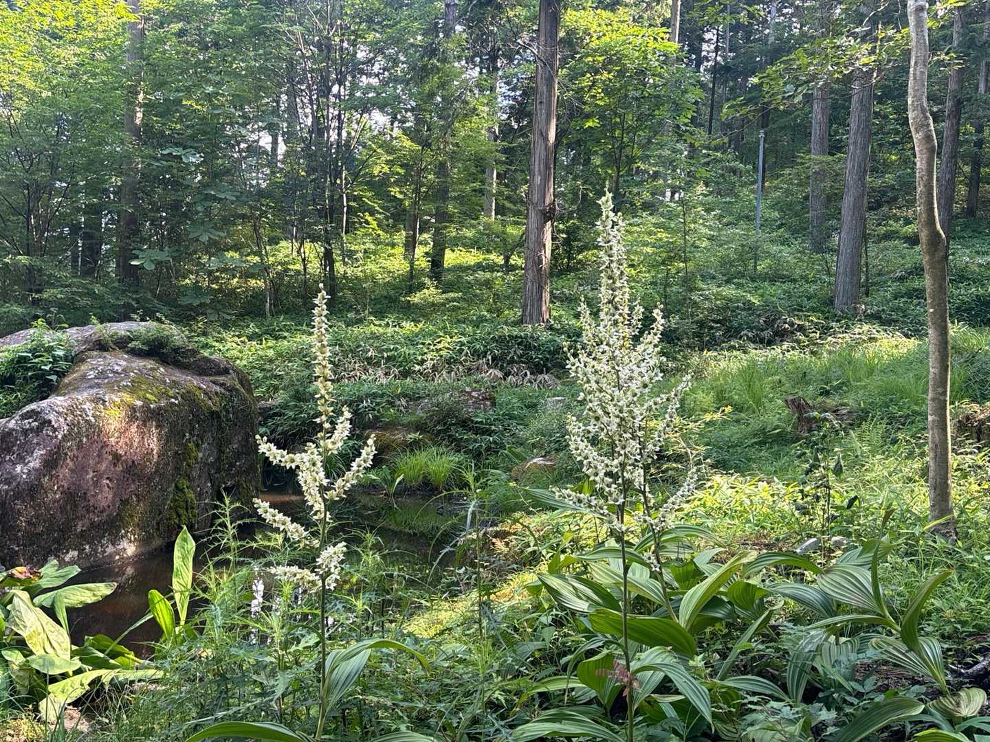 笠置山 周回コースの写真