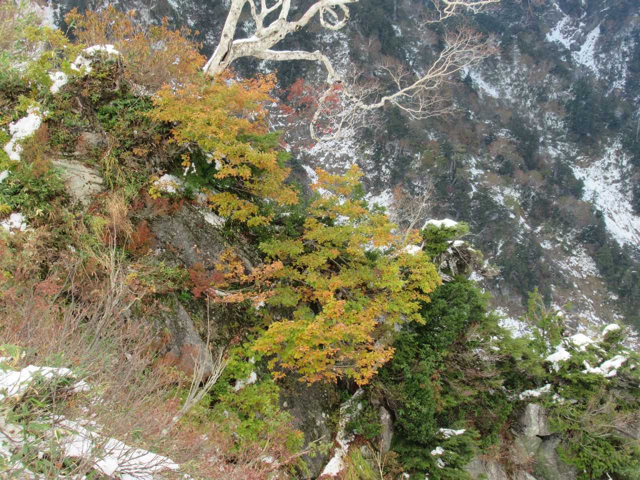 ほんのり紅葉🍁