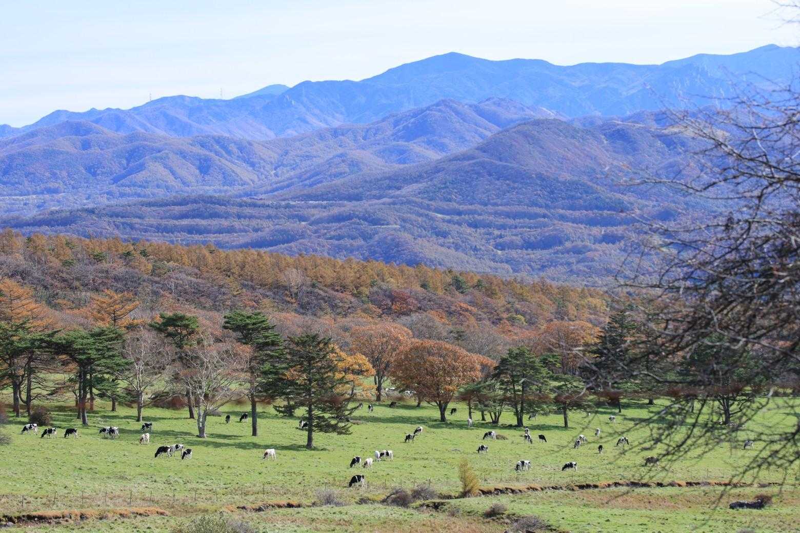 ただ、そこを抜けると
爽快な牧場景色🐄