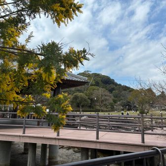 下山、ミモザ満開🤗。