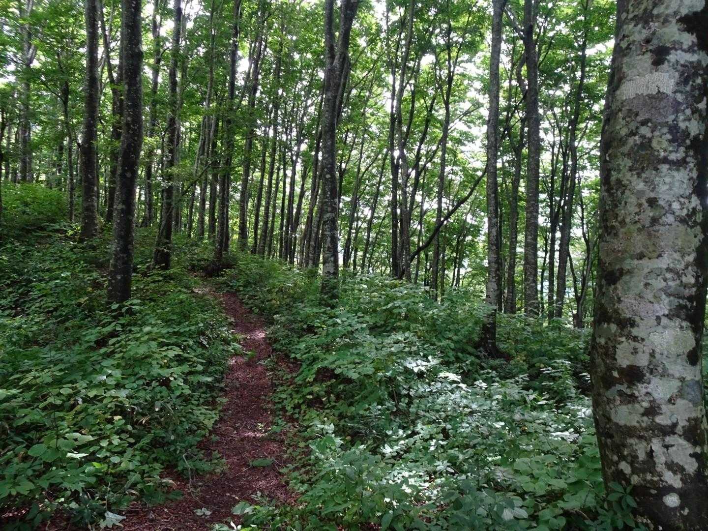 南面白山 往復コースの写真