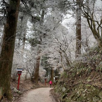 霧氷の雪がハラリハラリ❄️