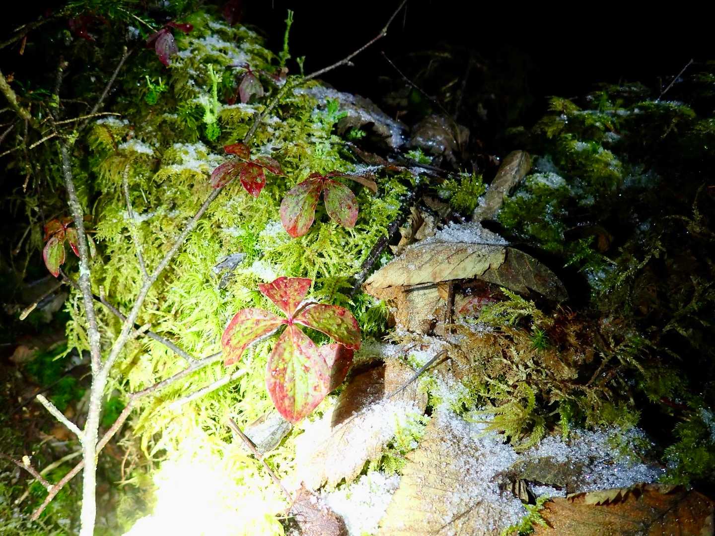 この辺から昨日の降雪が😨
冬山登らない 小牧のらが来ちゃいけない場所に連れ込まれたと気がついても後の祭り😇