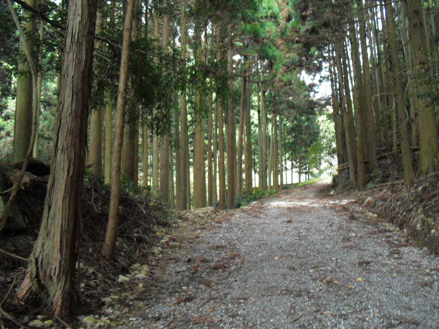 少し歩くとやっと林道に入り