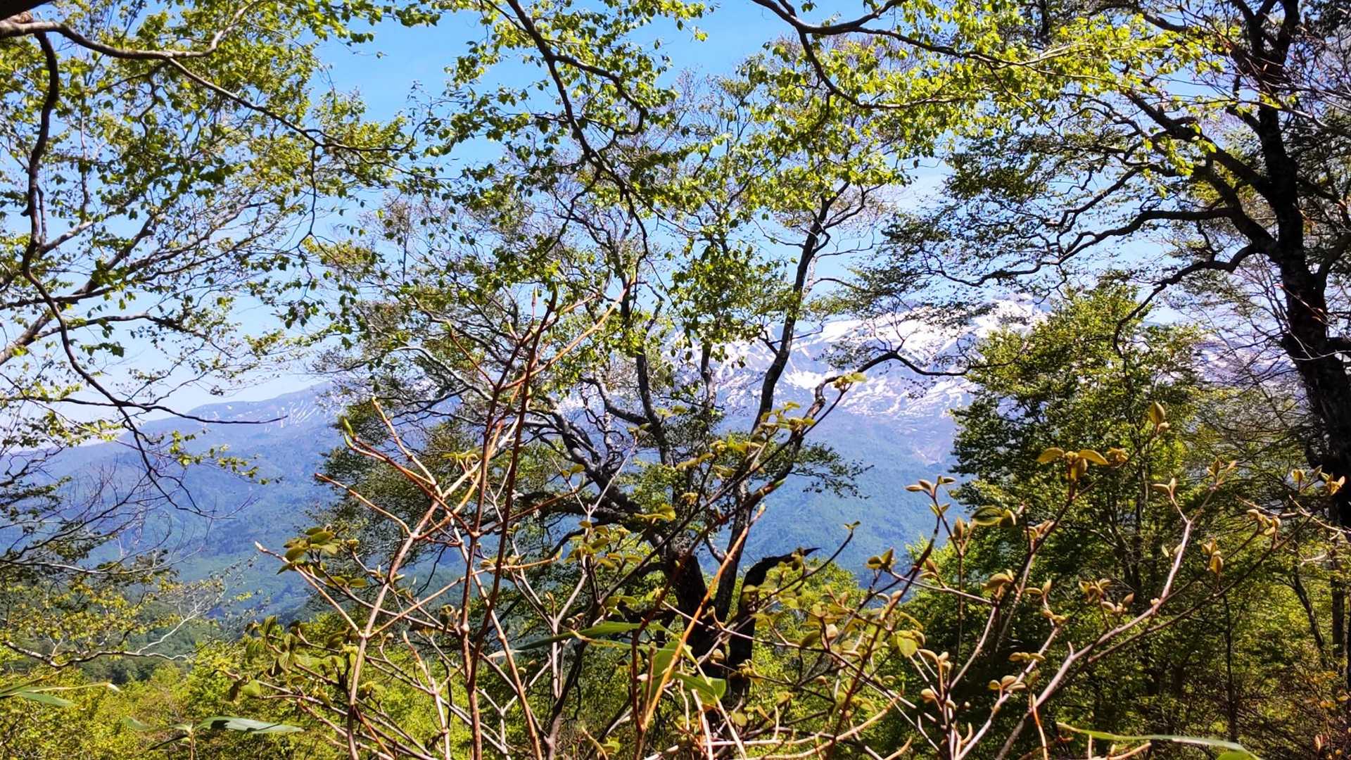 木々の隙間に
グレートハクサン🎶